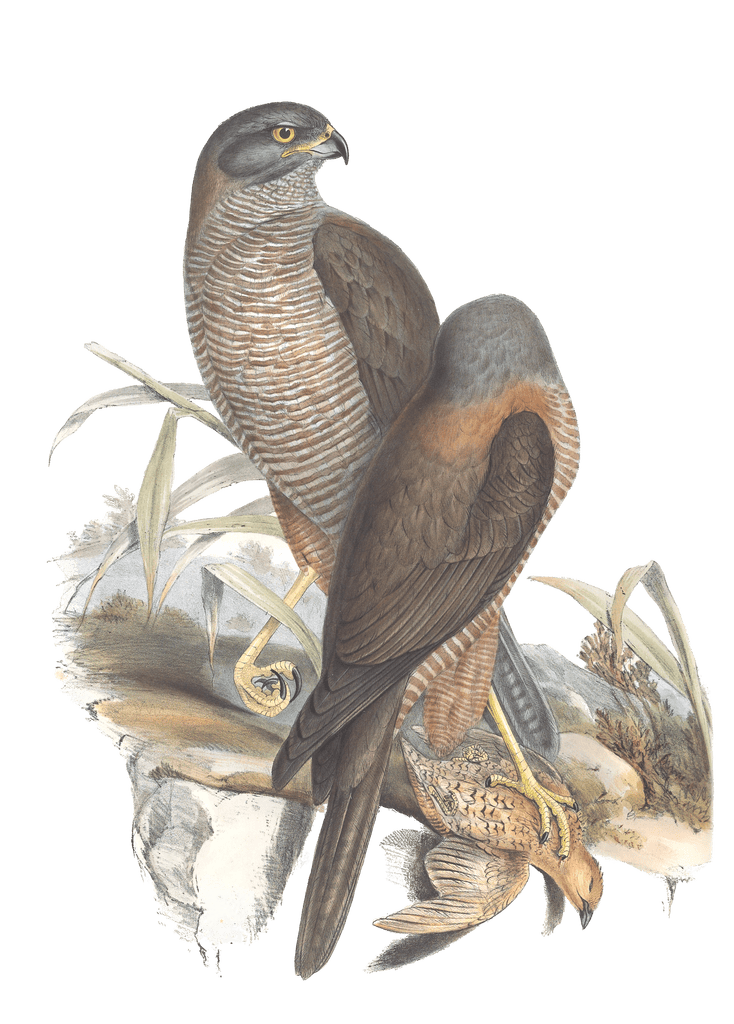 Australian Goshawk Bird Vintage Illustrations