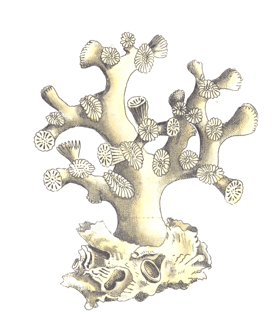 Axillary Madrepore Vintage Coral Illustration