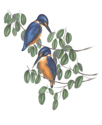 Azure Kingfisher Bird Vintage Illustrations