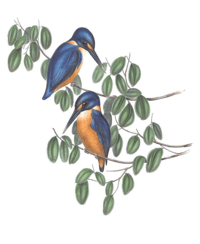 Azure Kingfisher Bird Vintage Illustrations