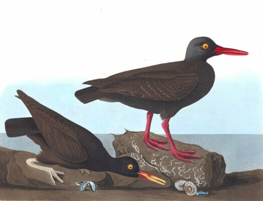 Bachmans Oyster Catcher Bird Vintage Illustrations
