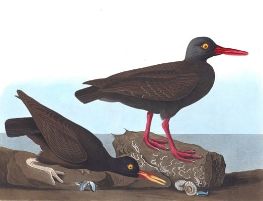 Bachmans Oyster Catcher Bird Vintage Illustrations