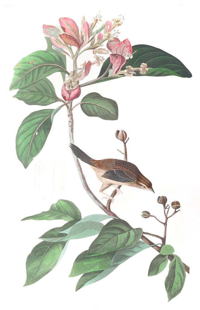 Bachmans Pinewood Finch Bird Vintage Illustrations
