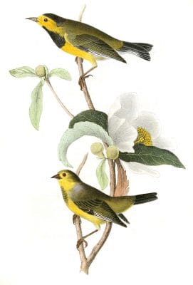 Backmans Swamp Warbler Bird Vintage Illustrations