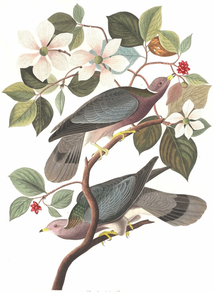 Band Tailed Dove Or Pigeon Bird Vintage Illustrations