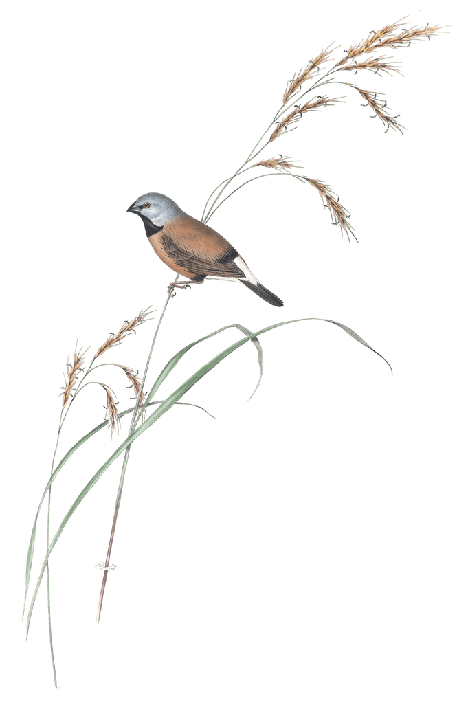 Banded Grass Finch Bird Vintage Illustrations