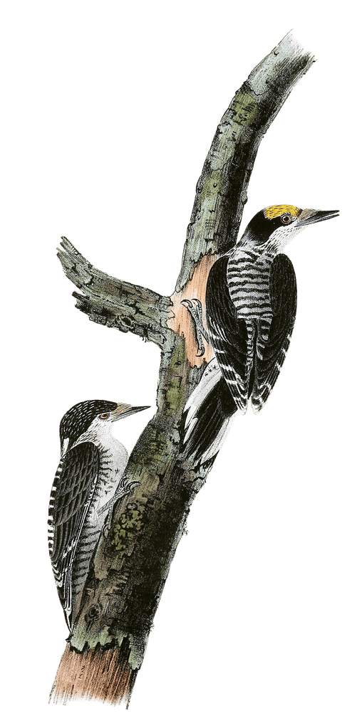 Banded Thrce Toed Woodpecker Bird Vintage Illustrations