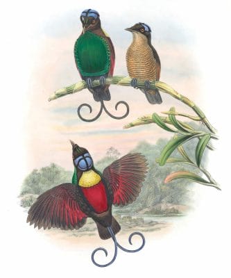 Bare Headed Bird Of Paradise Vintage Illustration