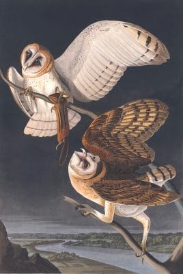 Barn Owl Bird Vintage Illustrations