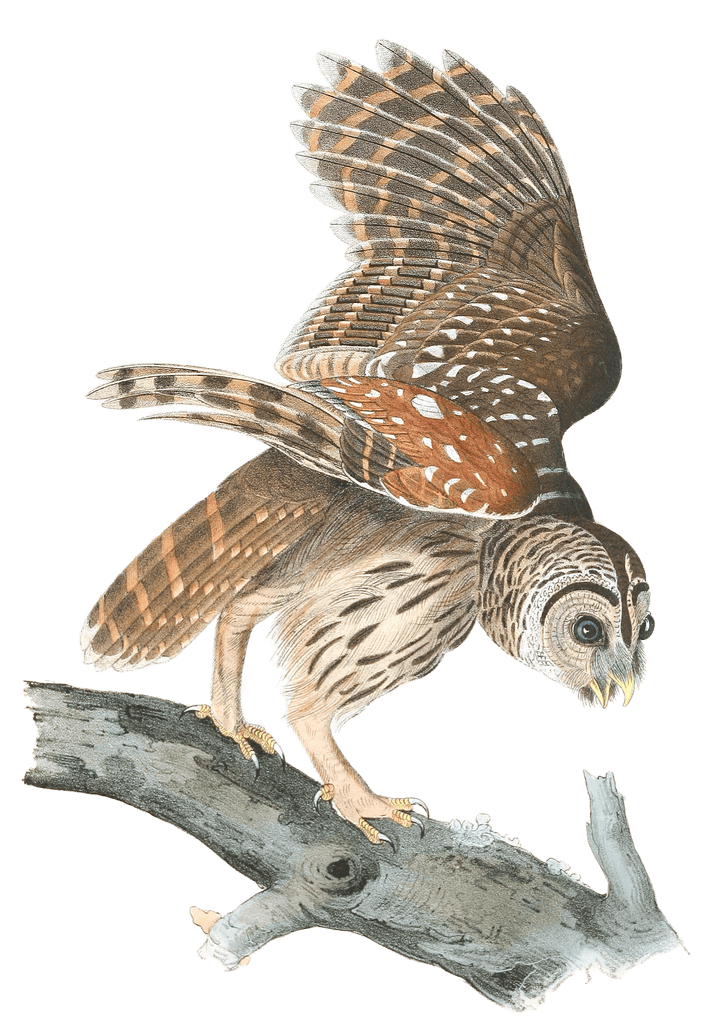 Barred Owl Bird Vintage Illustrations