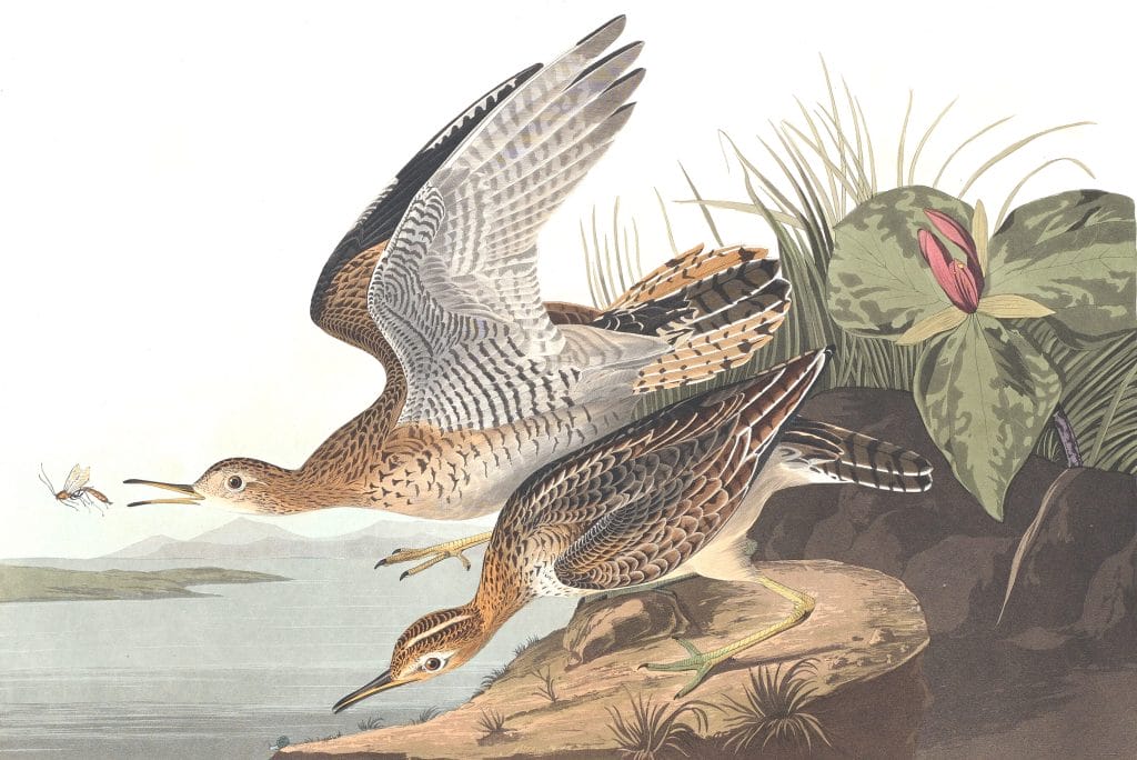 Bartramian Sandpiper Bird Vintage Illustrations