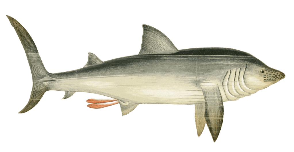 Basking Shark Vintage Illustration