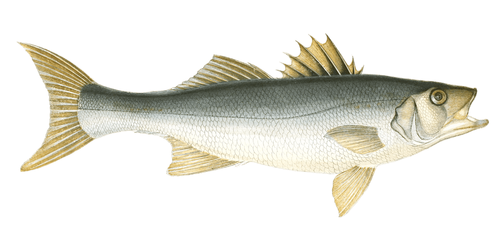 Bass FishVintage Illustration