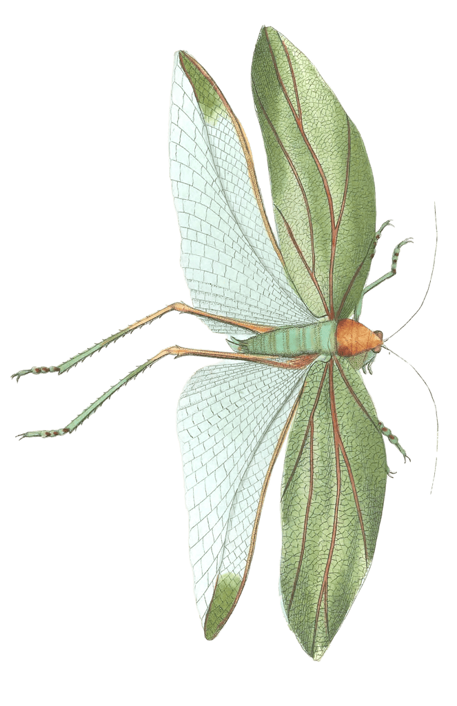 Bay Leaved Locust Vintage Insect Illustration