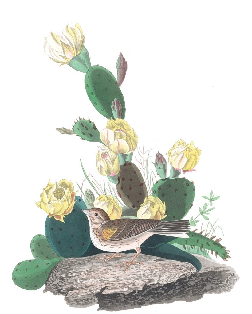 Bay Winged Bunting Bird Vintage Illustrations