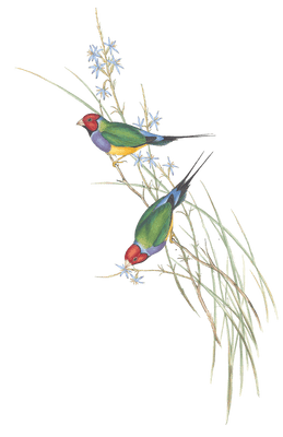 Beautiful Grass Finch Bird Vintage Illustrations