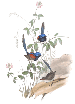 Beautiful Wren Bird Vintage Illustrations