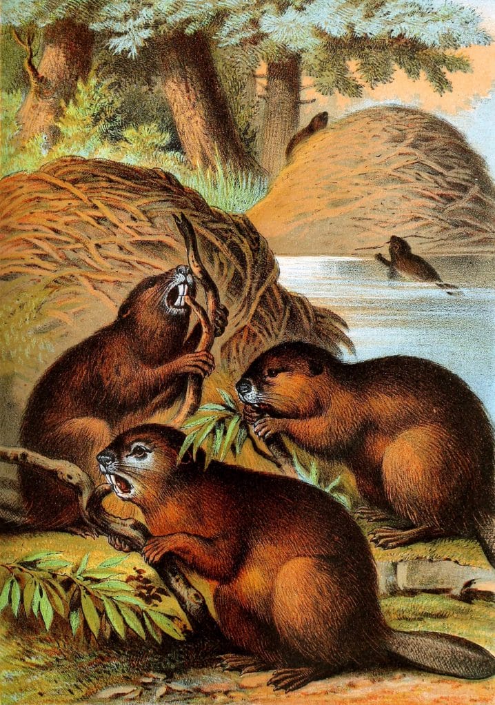 Beavers Vintage Illustrations
