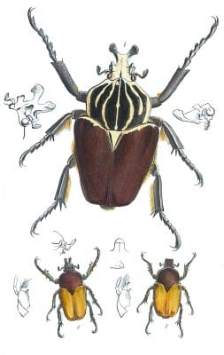 Beetles Vintage Illustration