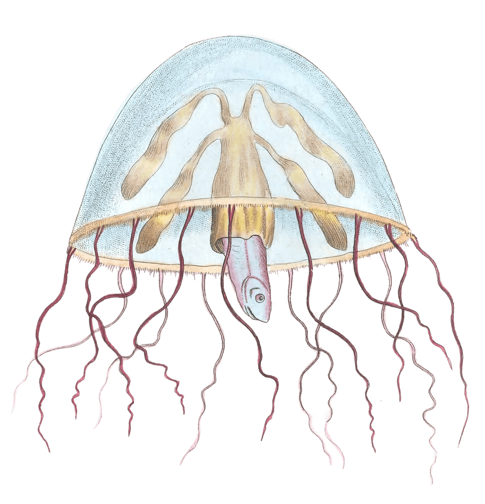 Bell Medusa Jellyfish Vintage Jellyfish Illustration