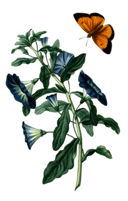 Belle De Jour Vintage Flower Illustration
