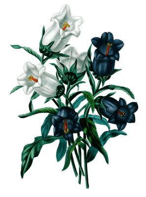 Bellflowers Campanules Vintage Flower Illustration