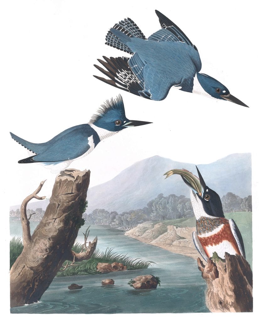 Belted Kingfisher Bird Vintage Illustrations
