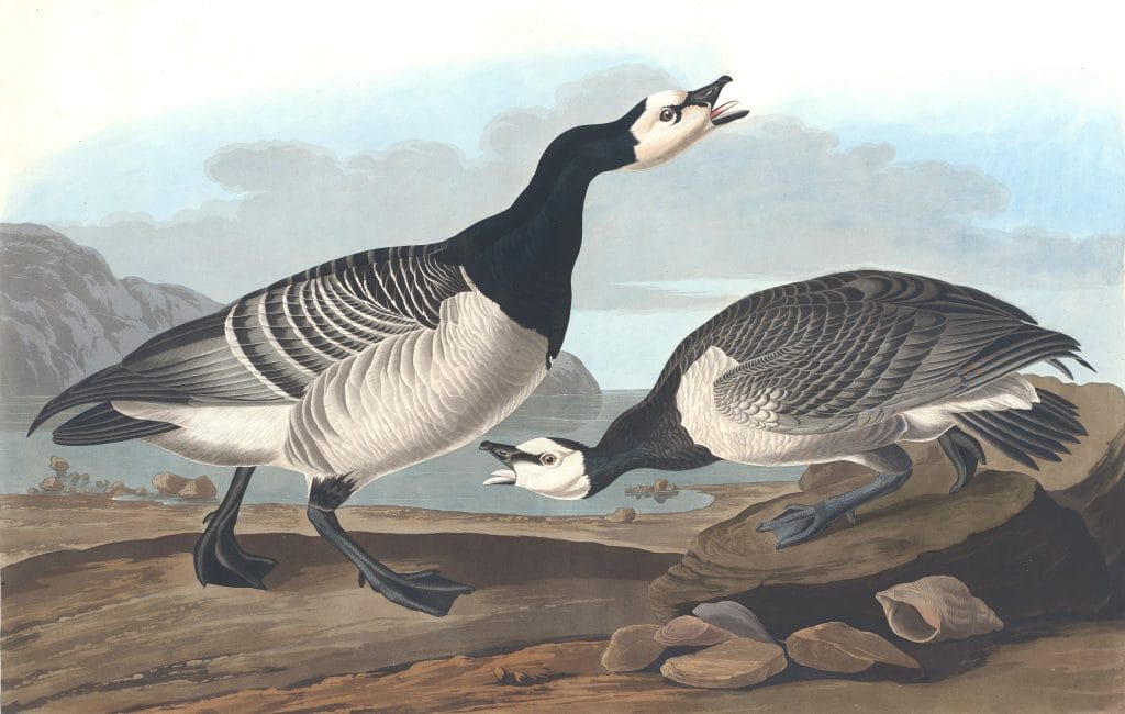 Bernacle Goose Bird Vintage Illustrations