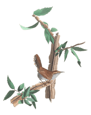 Bevicks Wren Bird Vintage Illustrations