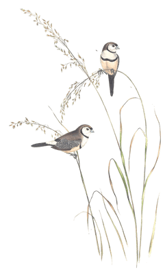 Bichenos Finch Bird Vintage Illustrations