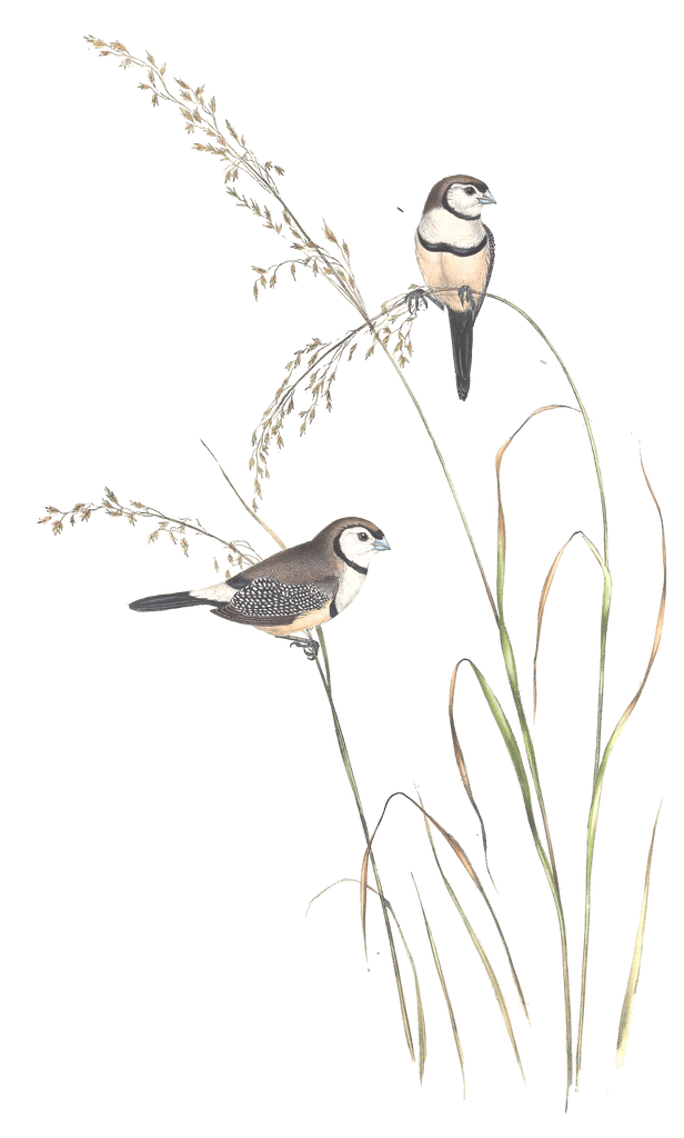 Bichenos Finch Bird Vintage Illustrations