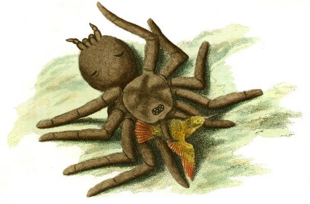 Bird catching Spider Vintage Illustration 1