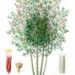 Bitter-wood-Quassia-amara