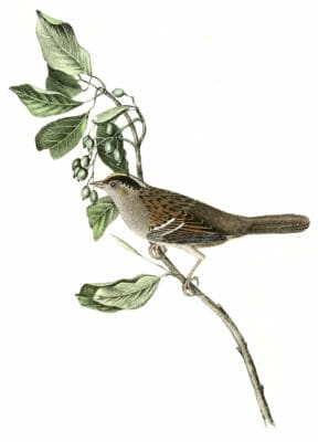 Black And Yellow Crowned Finch Bird Vintage Illustrations