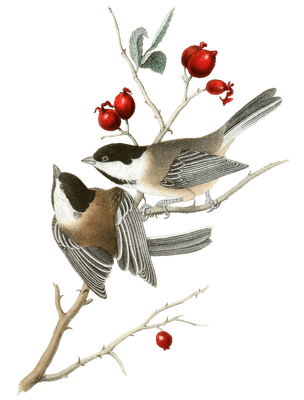 Black Cap Titmouse Bird Vintage Illustrations