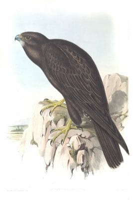Black Falcon Bird Vintage Illustrations