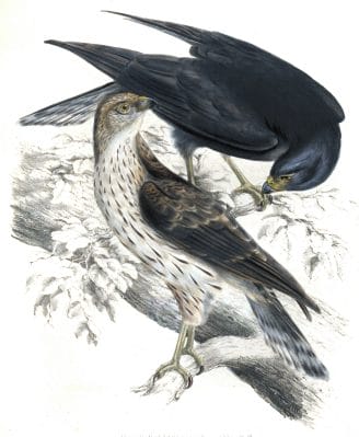 Black Goshawk Astur melanoleucus copy