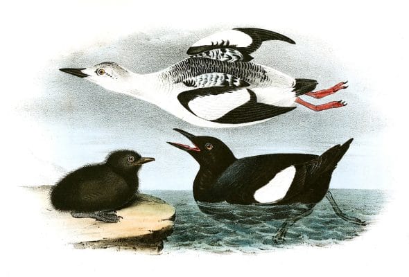 Black Guillemot Bird Vintage Illustrations