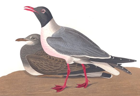 Black Headed Gull Bird Vintage Illustrations