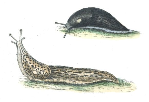 Black-Limax-Slug-Vintage-Illustration