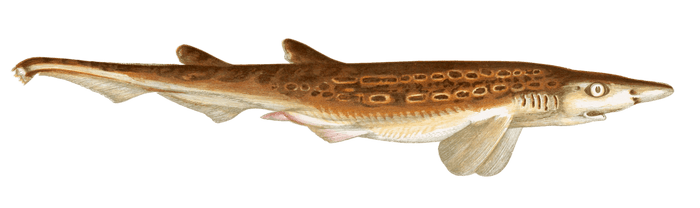 Black Mouthed Dogfish Vintage Illustration
