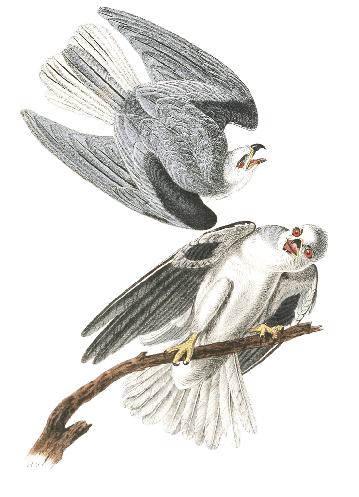 Black Shouldered Elanus Bird Vintage Illustrations