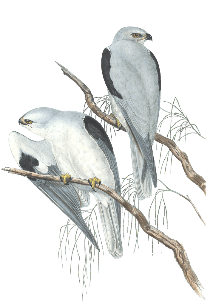 Black Shouldered Kite Bird Vintage Illustrations