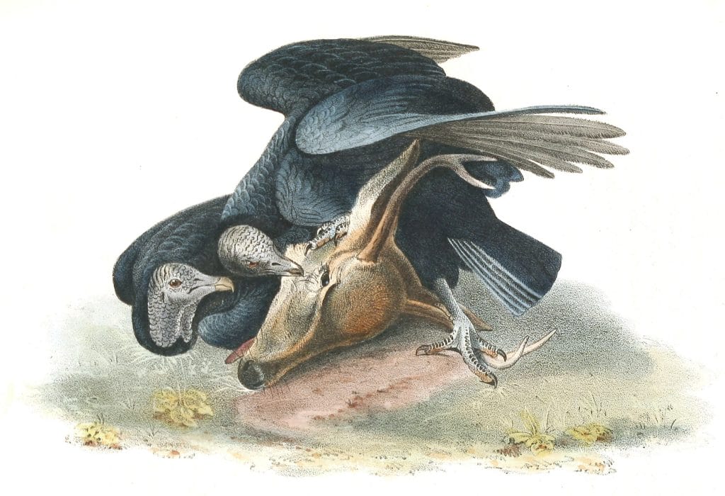 Black Vulture Bird Vintage Illustrations