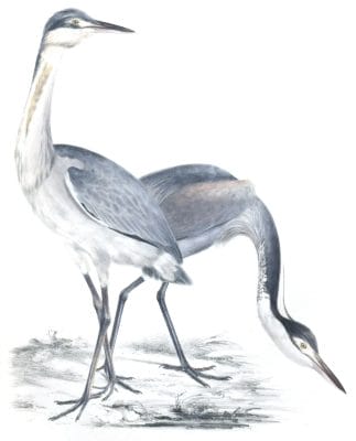 Black headed Heron - Ardea Atricollis