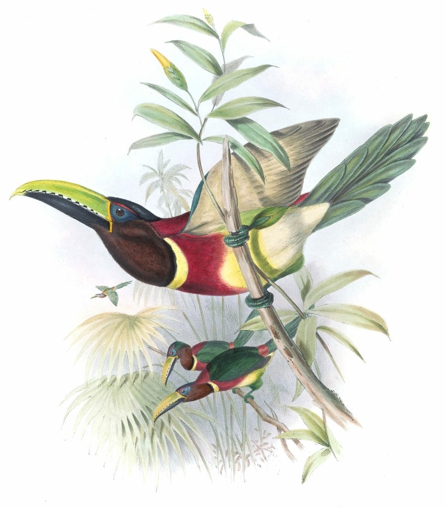 Black-necked-Aracari-toucan-Pteroglossus-Sttrmi