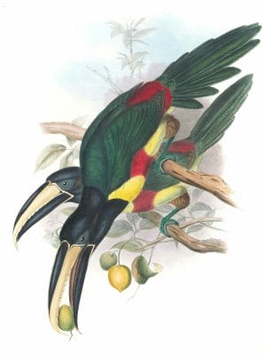 Black-necked-aracari-Pteroglossus-Aracari