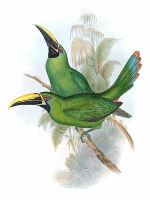 Black-throated-Groove-bill-Toucan-Aulacoramphus-Atrogularis
