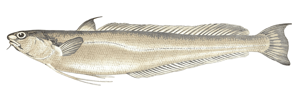 Blennoid Forkbeard Fish Vintage Illustration