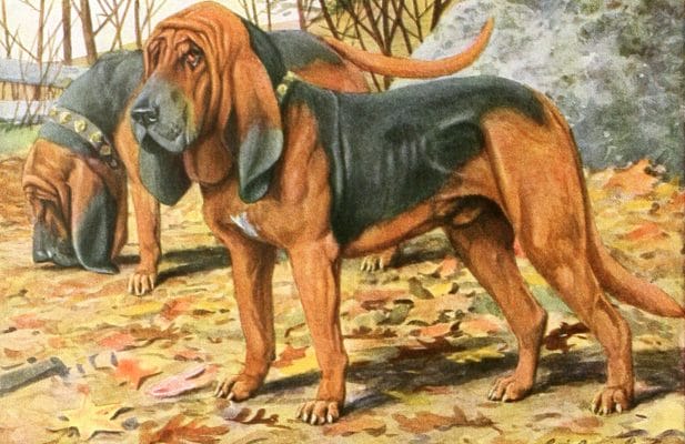 Bloodhounds Vintage Illustrations